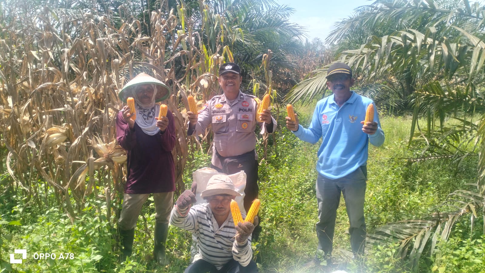 Panen Jagung di Tanah Datar Hasilkan 5 Ton, Kades Apresiasi Kerja Keras Petani
