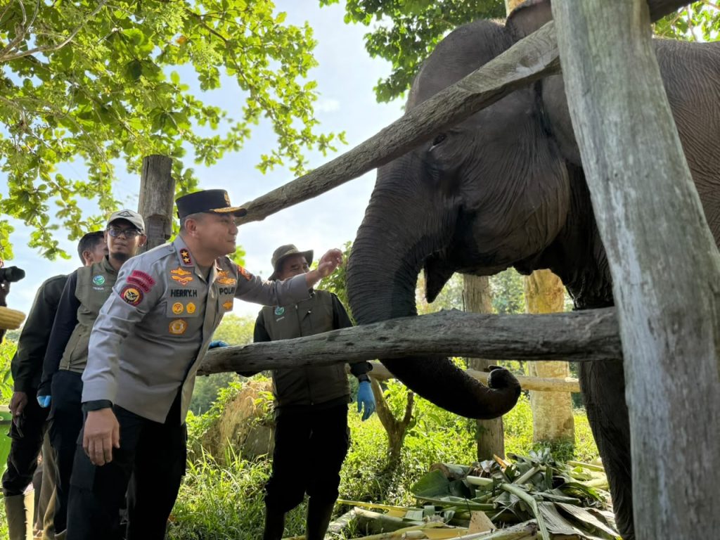 Kapolda Riau Namai Anak Gajah Tesso Nilo “Nona Seroja”, Simbol Harapan Baru Konservasi