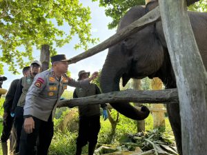 Kapolda Riau Namai Anak Gajah Tesso Nilo “Nona Seroja”, Simbol Harapan Baru Konservasi