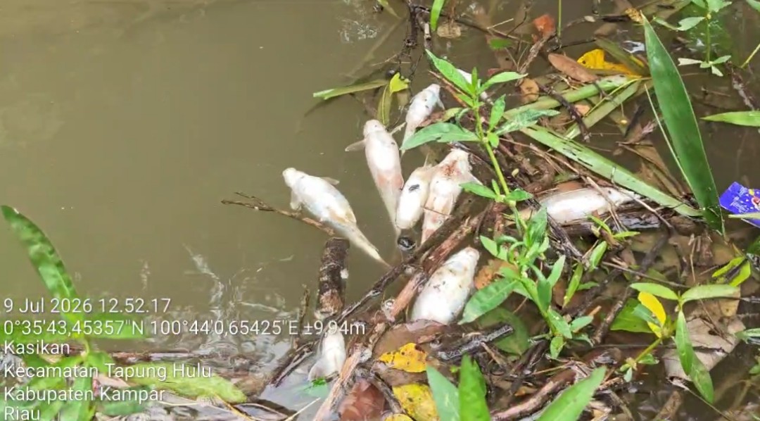 Desak DLH Kampar, Yayasan SINTA Soroti Pencemaran Limbah di Sungai Tapung