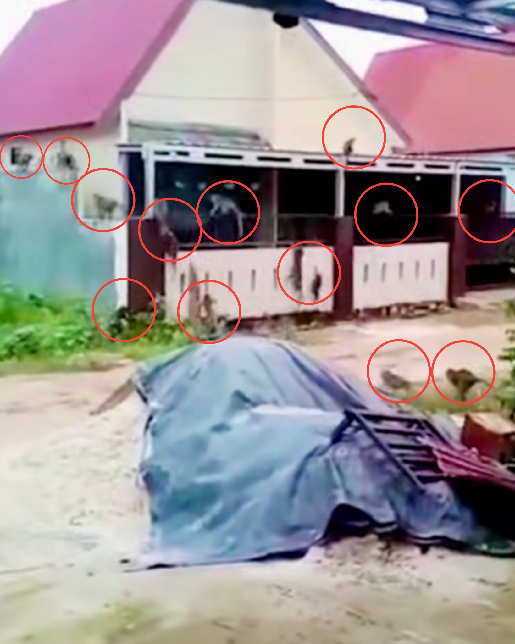(Foto: Tangkapan Layar Video Viral Akun Facebook/Media Sosial Roza Desrita).