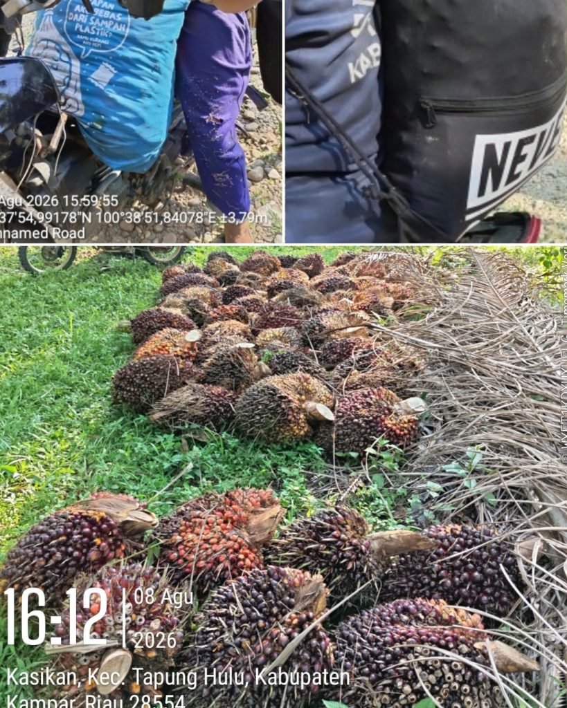 Puluhan tandan buah sawit milik PTPN IV Kebun Tandun ditemukan tersembunyi di lahan warga Kasikan Tapung Hulu Kampar, brondolan diduga diangkut secara mencurigakan menggunakan sepeda motor, 8 Agustus 2026