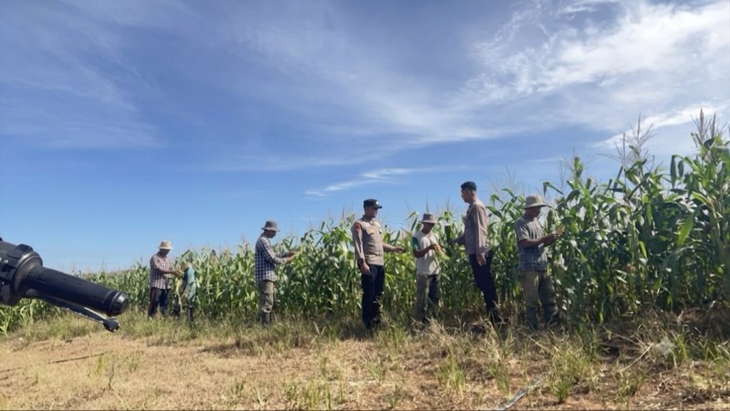Personel Polres Rokan Hulu bersama petani memantau perkembangan tanaman jagung di lahan seluas 6 hektare Km 6 Pasir Pengaraian, Kamis 7 Agustus 2026, dukung program ketahanan pangan nasional.