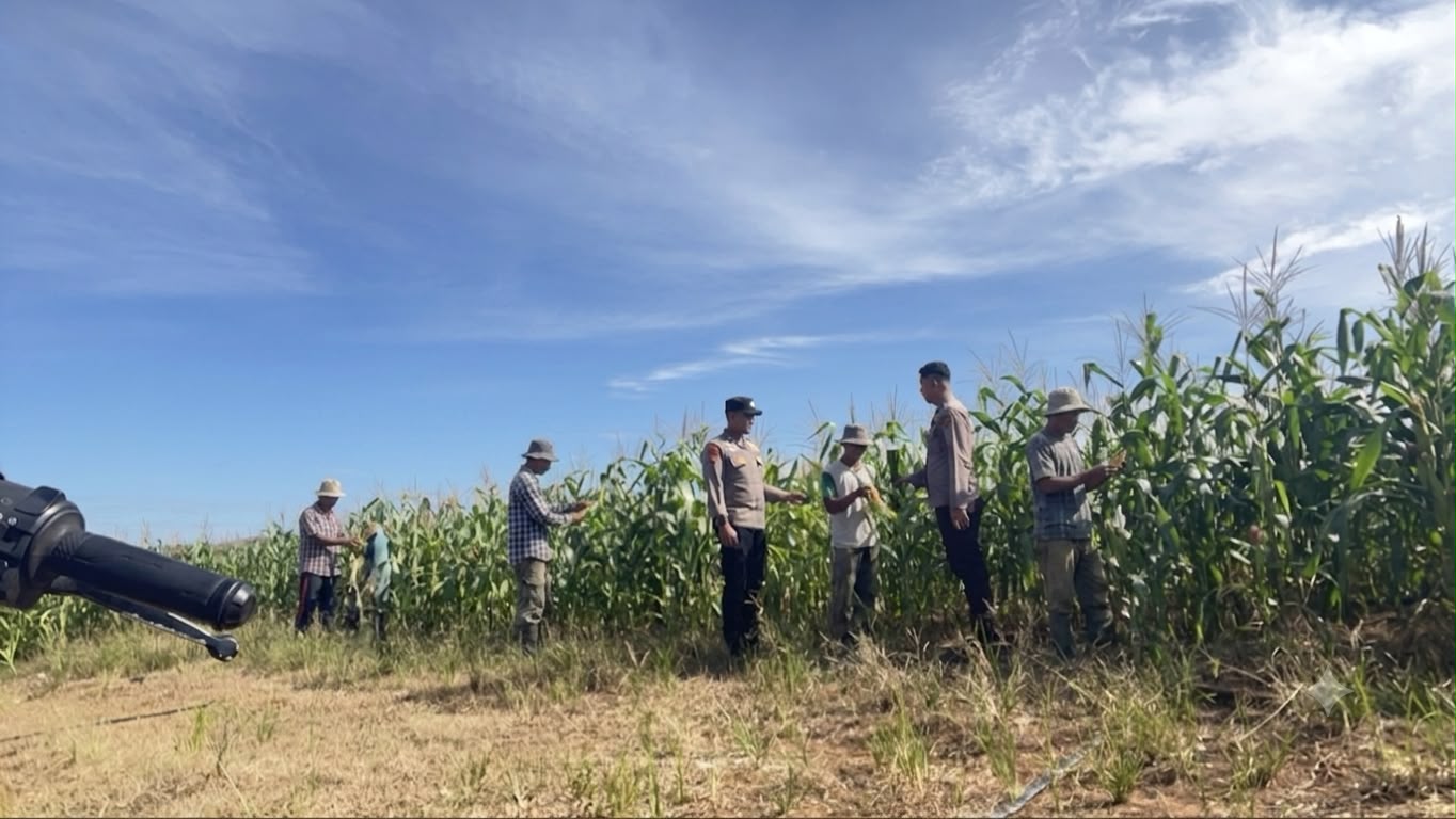 Personel Polres Rokan Hulu bersama petani memantau perkembangan tanaman jagung di lahan seluas 6 hektare Km 6 Pasir Pengaraian, Kamis 7 Agustus 2026, dukung program ketahanan pangan nasional.