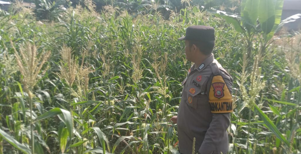 Bripka Ardo Tua Sitompul Bhabinkamtibmas Desa Tandun Barat memantau tanaman jagung berusia 63 hari di lahan seluas 0,5 hektare, Kamis 13 Agustus 2026