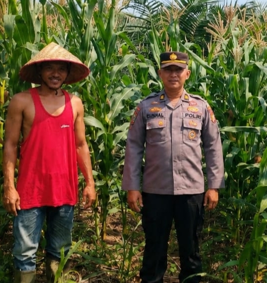 Kanit Binmas Polsek Kepenuhan IPTU Gusnal Hendri S.H. bersama Bhabinkamtibmas dan petani memeriksa tanaman jagung hibrida usia 60 HST di Dusun I Kasimang Desa Kepenuhan Hilir Rabu 12 Agustus 2026