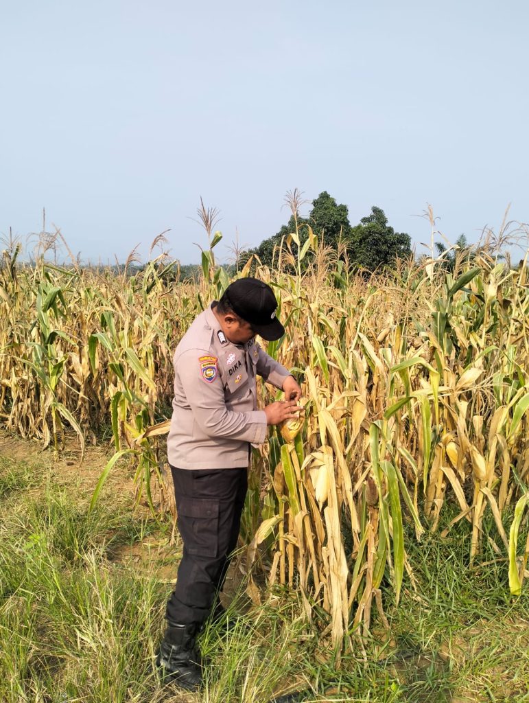 Cek Tanaman Jagung Siap Panen — Polsek Rambah