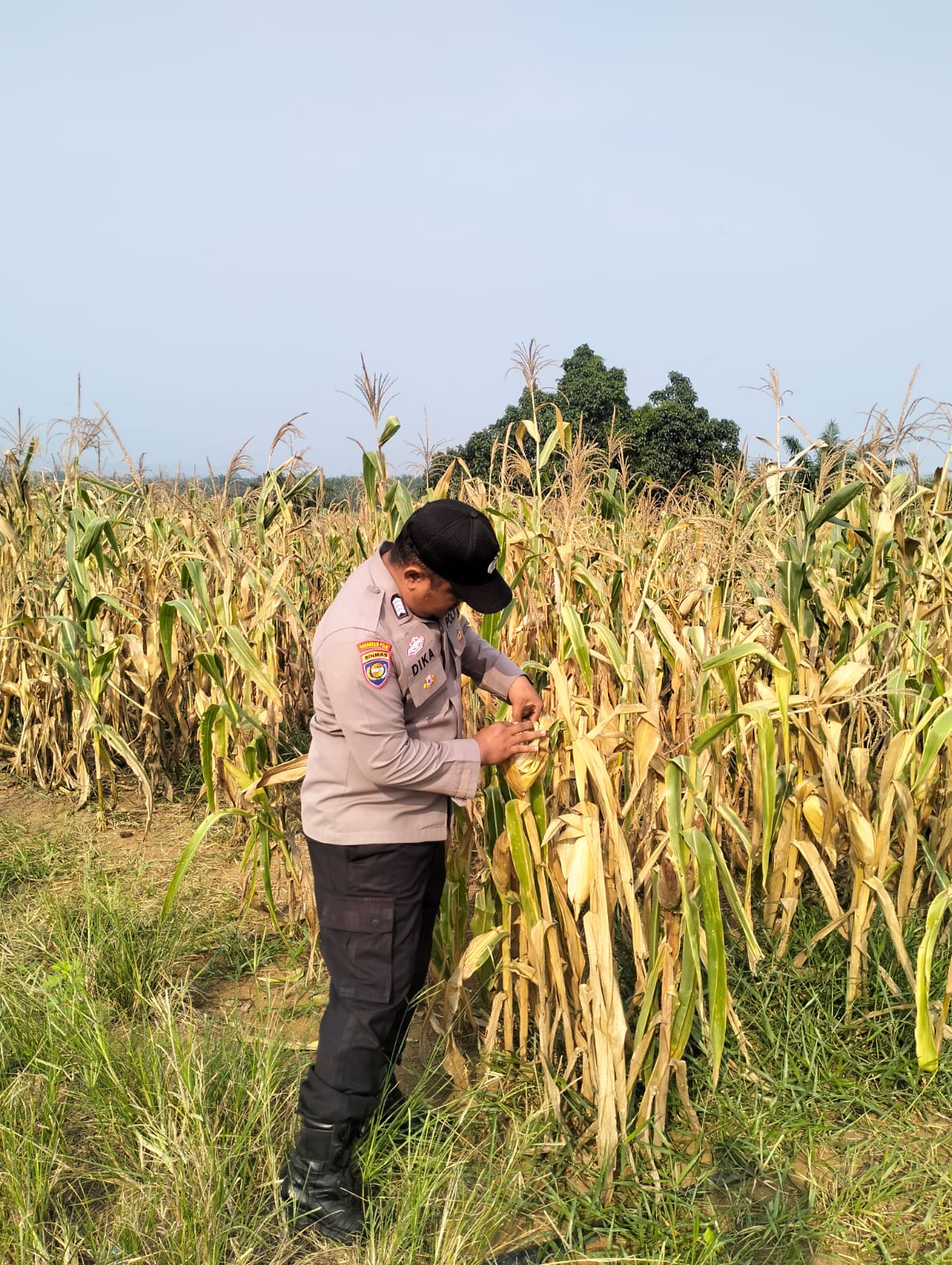 Cek Tanaman Jagung Siap Panen — Polsek Rambah
