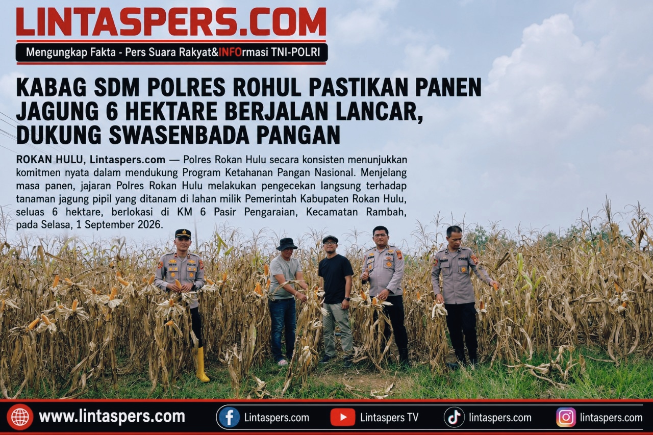 KABAG SDM POLRES ROHUL PASTIKAN PANEN JAGUNG 6 HEKTARE BERJALAN LANCAR, DUKUNG SWASENBADA PANGAN